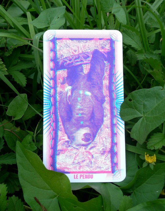 ZOOTAROT5