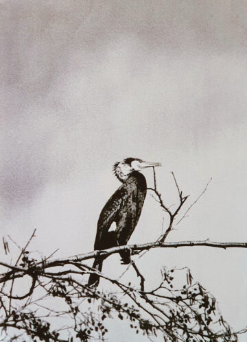 Naviguer en oiseau